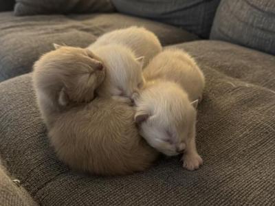 June Litter Twenty Twenty Six - Ragdoll - Gallery Photo #1