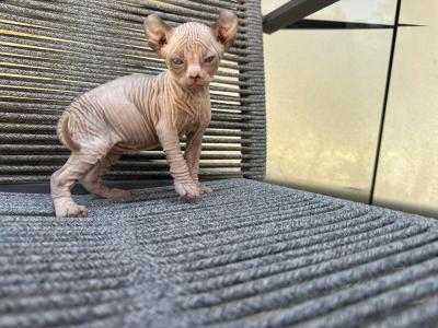 Summer Babies - Sphynx - Gallery Photo #1