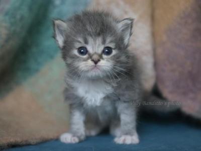 KAI IZ TVERSKOGO KNYAZHESTVA - Siberian - Gallery Photo #1