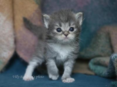 KAI IZ TVERSKOGO KNYAZHESTVA - Siberian - Gallery Photo #1