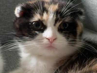 Mellow - Scottish Fold - Gallery Photo #1