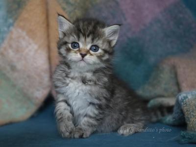 JOJO IZ TVERSKOGO KNYAZHESTVA - Siberian - Gallery Photo #1