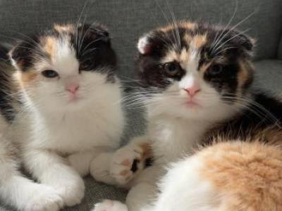 Marsha - Scottish Fold - Gallery Photo #1