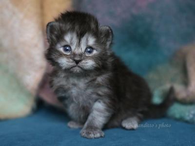LANDYSH IZ TVERSKOGO KNYAZHESTVA - Siberian - Gallery Photo #1