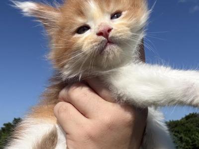Garfield - Maine Coon - Gallery Photo #1