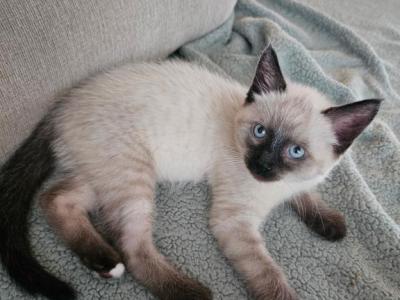Sinja - Siamese - Gallery Photo #1
