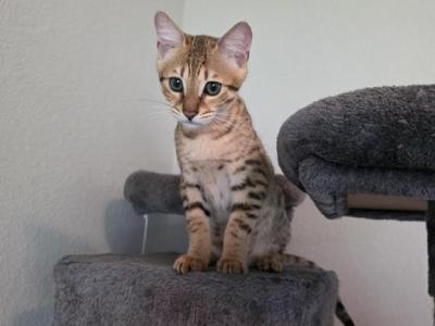 Leo - Savannah - Gallery Photo #1
