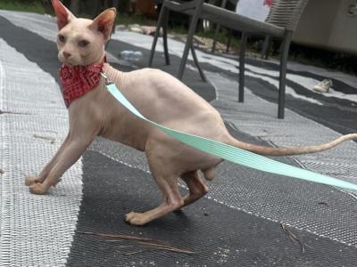 Adult Male - Sphynx - Gallery Photo #1