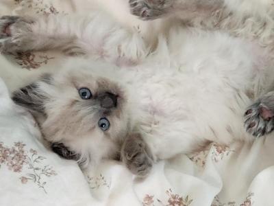 Ragdoll Female - Ragdoll - Gallery Photo #1