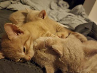Ali - Domestic - Gallery Photo #1