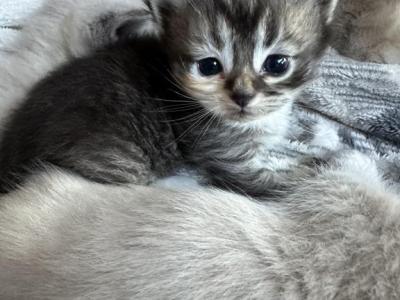 Calico Munchkin Cali - Munchkin - Gallery Photo #1