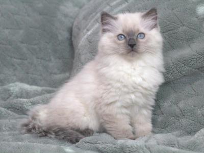 Mochi's Twin - Ragdoll - Gallery Photo #1