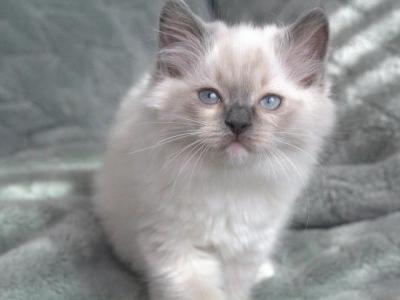 Storm - Ragdoll - Gallery Photo #1