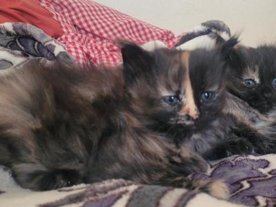 Devon - Ragamuffin - Gallery Photo #1