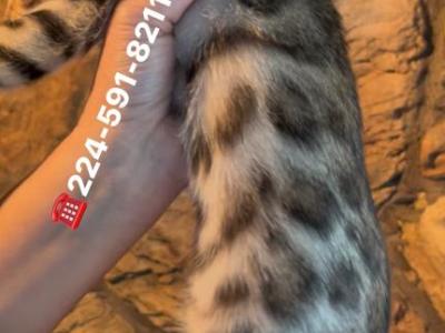 Bengal Kitten Gorgeous Female - Bengal - Gallery Photo #1
