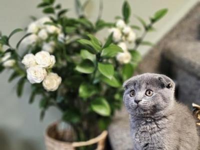 Nico - Scottish Fold - Gallery Photo #1