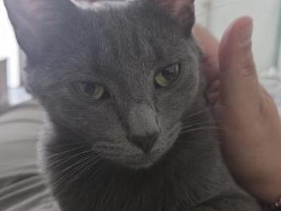 Honey - Domestic - Gallery Photo #1