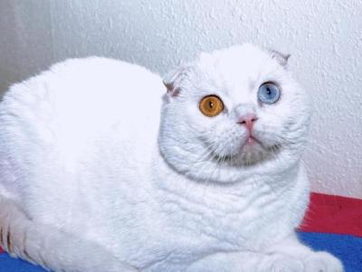 Shiro Shiro - Scottish Fold - Gallery Photo #1