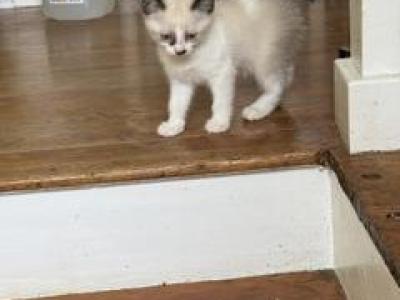 Siamese Ragdoll Girl - Siamese - Gallery Photo #1
