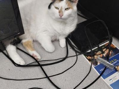 Mika - Domestic - Gallery Photo #1