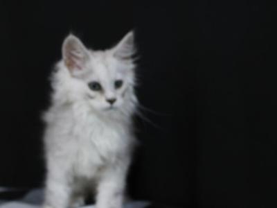 Grace - Maine Coon - Gallery Photo #1