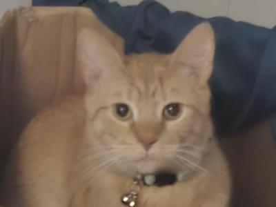 Gunther - American Shorthair - Gallery Photo #1