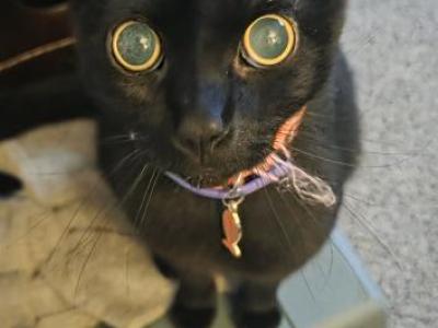 Bandit - Domestic - Gallery Photo #1