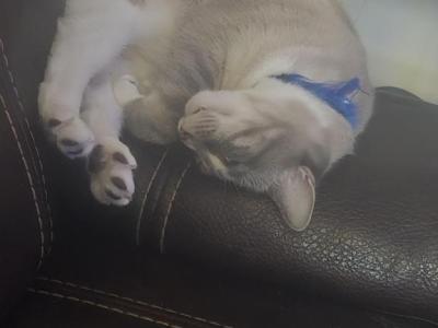 Bleu Cheese - Domestic - Gallery Photo #1