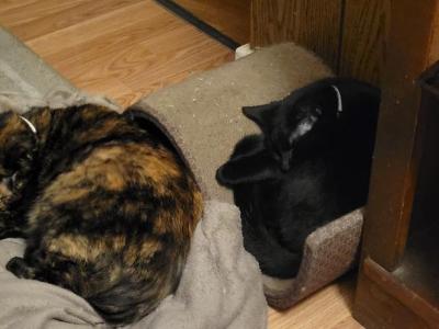 Kali - Domestic - Gallery Photo #1