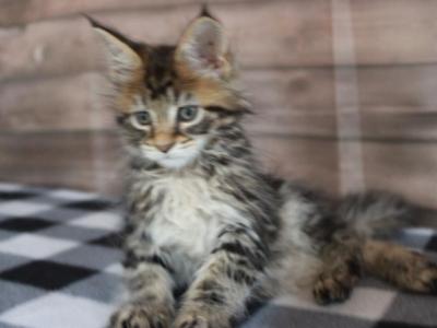 Tiger - Maine Coon - Gallery Photo #1