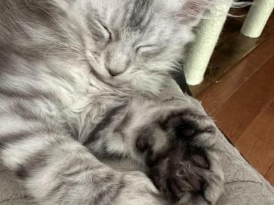 Mittsy - Maine Coon - Gallery Photo #1