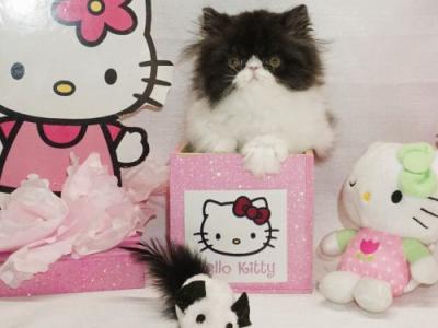 Show Quality Black And White Bi Color Male - Persian - Gallery Photo #1