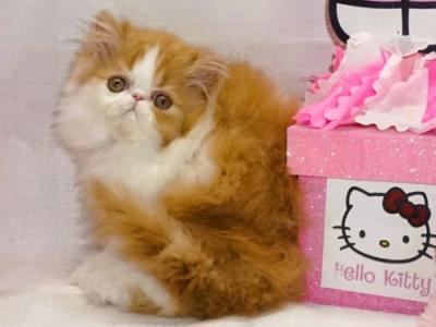 Show Quality Red And White Bi Color - Persian - Gallery Photo #1