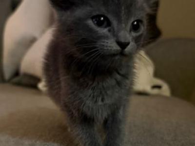 Russian Blue Male - Russian Blue - Gallery Photo #1