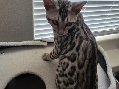 Stonewall - Bengal - Gallery Photo #1