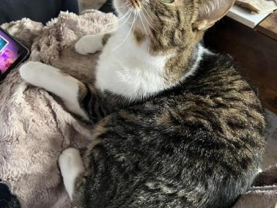 Leonard - Domestic - Gallery Photo #1