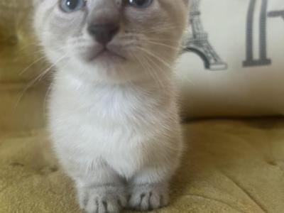 Bubbles - Munchkin - Gallery Photo #1