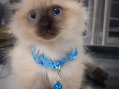 Munchkin Kitten - Munchkin - Gallery Photo #1