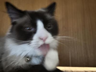 Gage - Ragdoll - Gallery Photo #1
