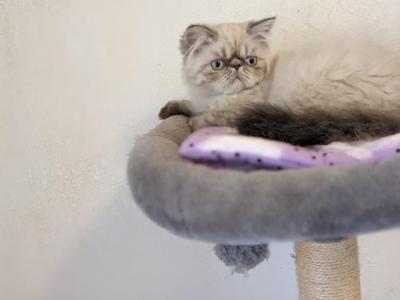 Himalayan Persians - Himalayan - Gallery Photo #1