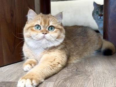 Biscotti - British Shorthair - Gallery Photo #1