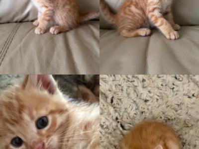 Kittens - Bengal - Gallery Photo #1