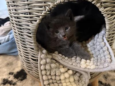 Baby Boys - Russian Blue - Gallery Photo #1
