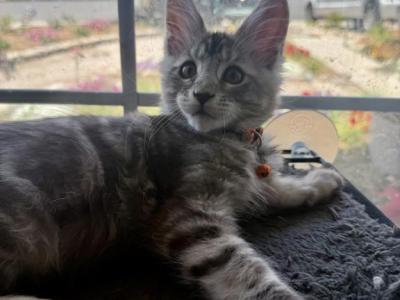 Rainbow Litter - Maine Coon - Gallery Photo #1