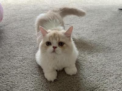 Bear - Persian - Gallery Photo #1