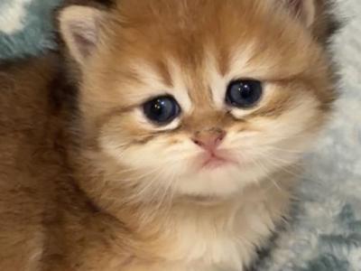 Artur Longhair - British Shorthair - Gallery Photo #1