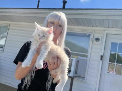 Eitan - Maine Coon - Gallery Photo #1