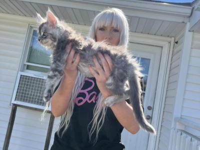 Yasmin - Maine Coon - Gallery Photo #1