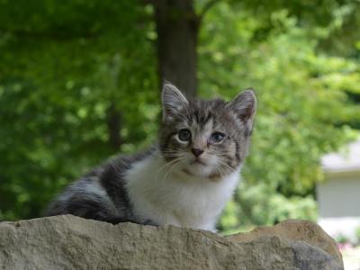 Johanna - Domestic - Gallery Photo #1