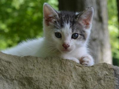 Bugle - Domestic - Gallery Photo #1